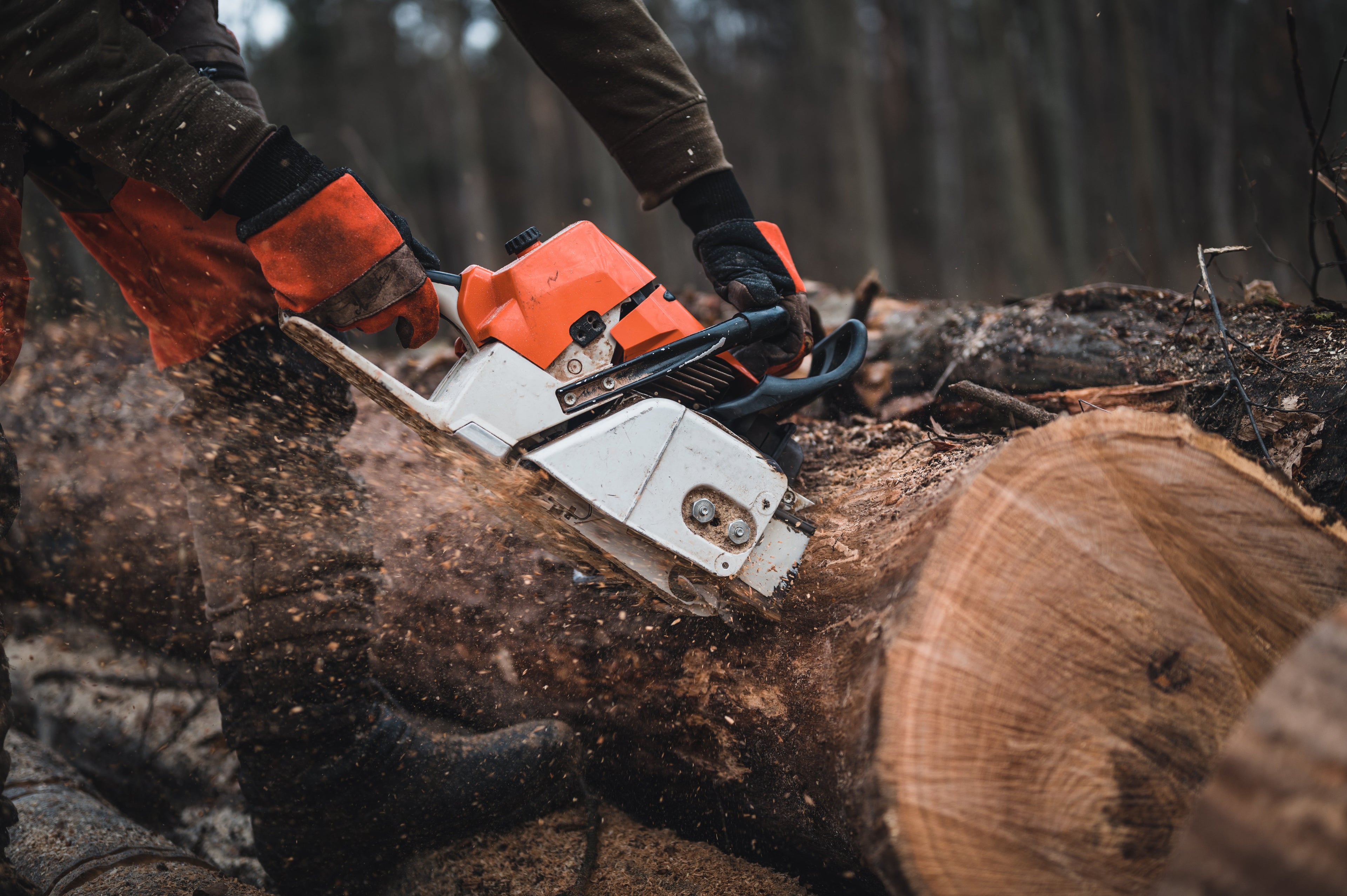 From Forest to Finish: The Incredible Journey of Timber Production in 2025