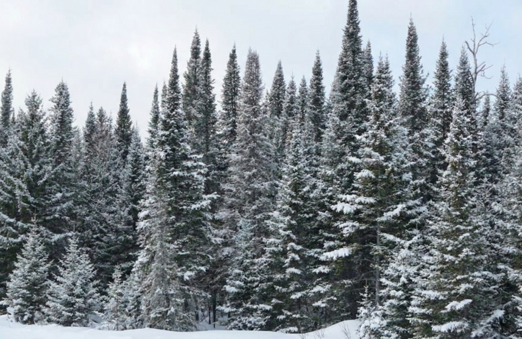 The Real Difference Between C16 and C24