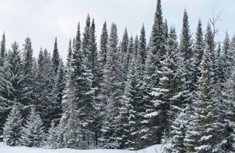 The Real Difference Between C16 and C24