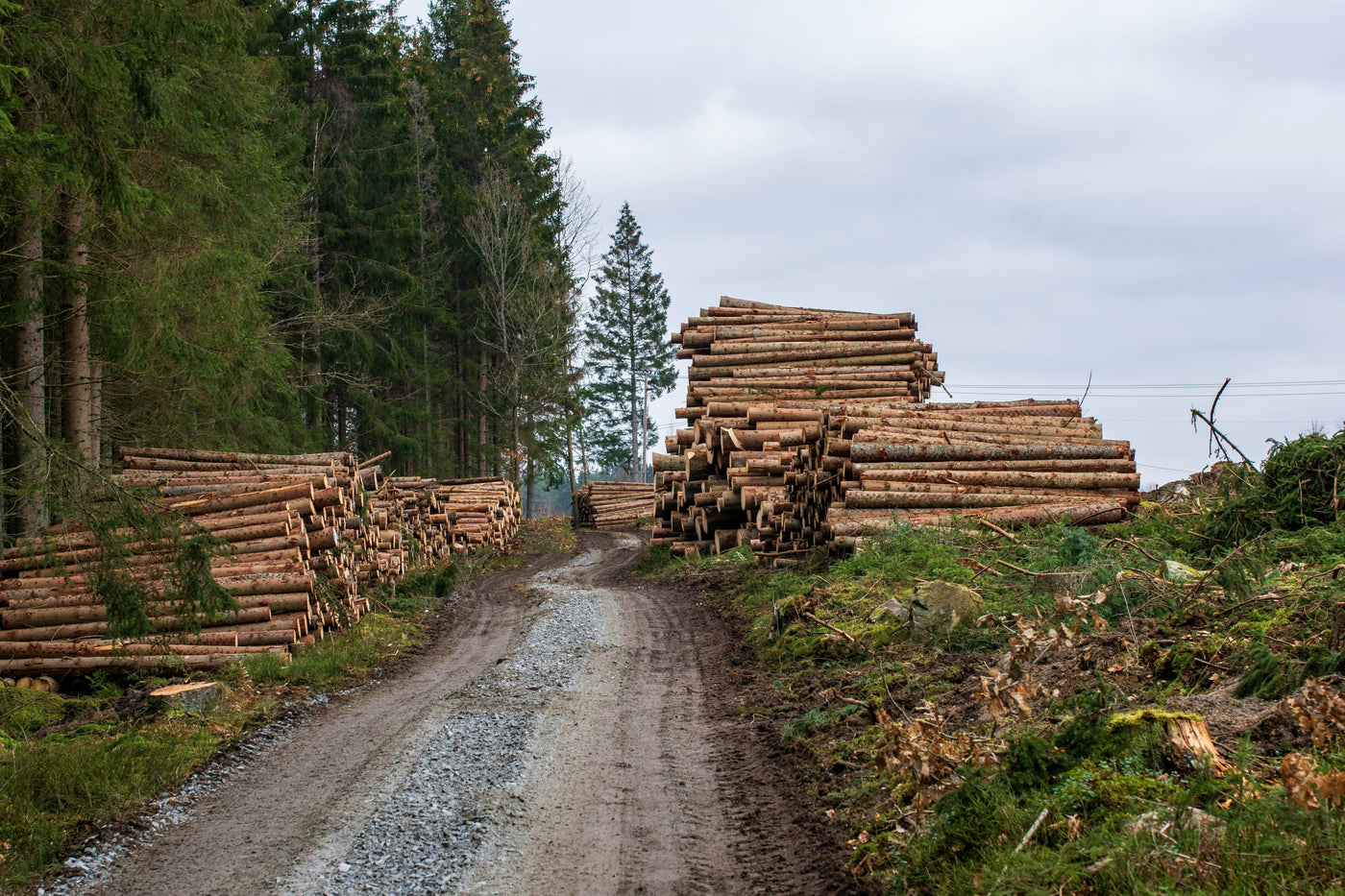 Why C24 Timber is Better Than C16: A Comprehensive Guide